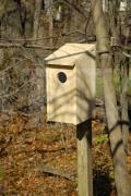 138A Screech Owl Joy Box.jpg